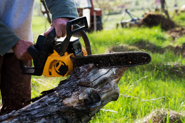 How Our Tree Care Process Works  in  Methuen Town, MA